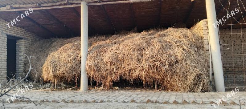 Ýorunja.Yorunja - Туркменгала - img 1