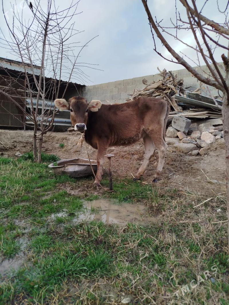 tuve - Бахарден - img 1