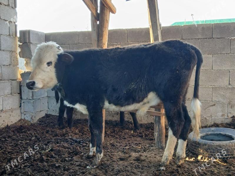 okuz - Büzmeýin - img 1