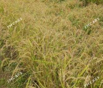 shaly tohumlyk - Garabekewül - img 1