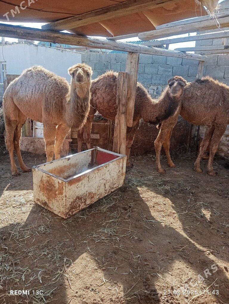 torum - Берекет - img 1