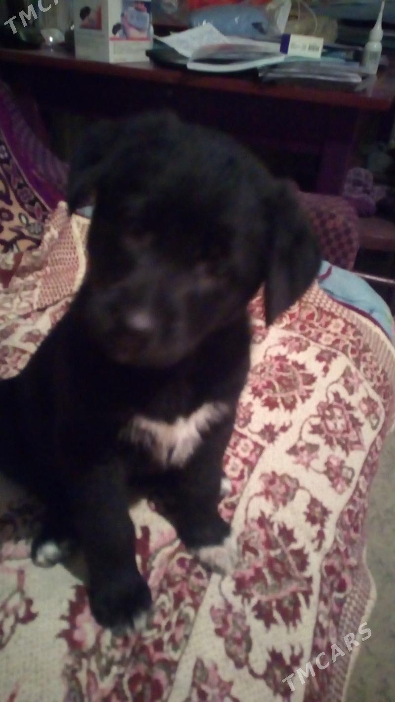 щенок - Türkmenabat - img 1