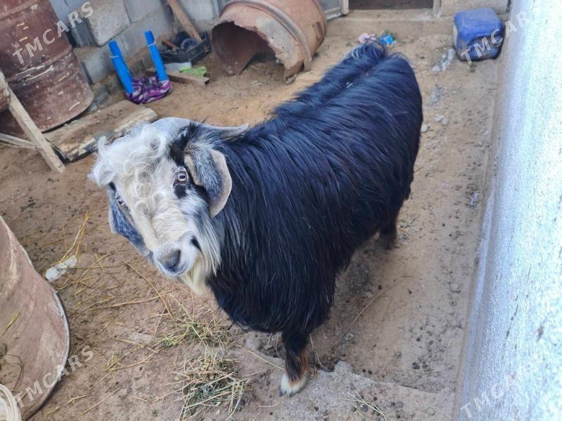 Erkeç geci - Aşgabat - img 1