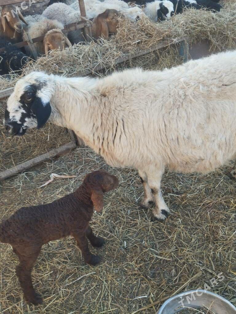 guzuly goyunlar - Türkmenabat - img 1