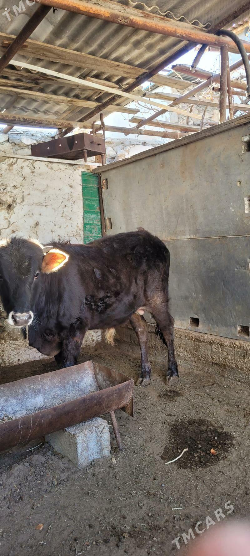 okuz - Balkanabat - img 1