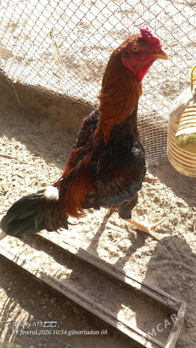 horaz - Мургап - img 1