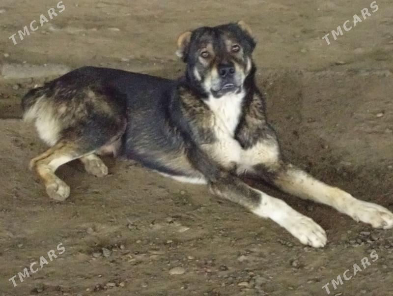 Alabay it - Ашхабад - img 1