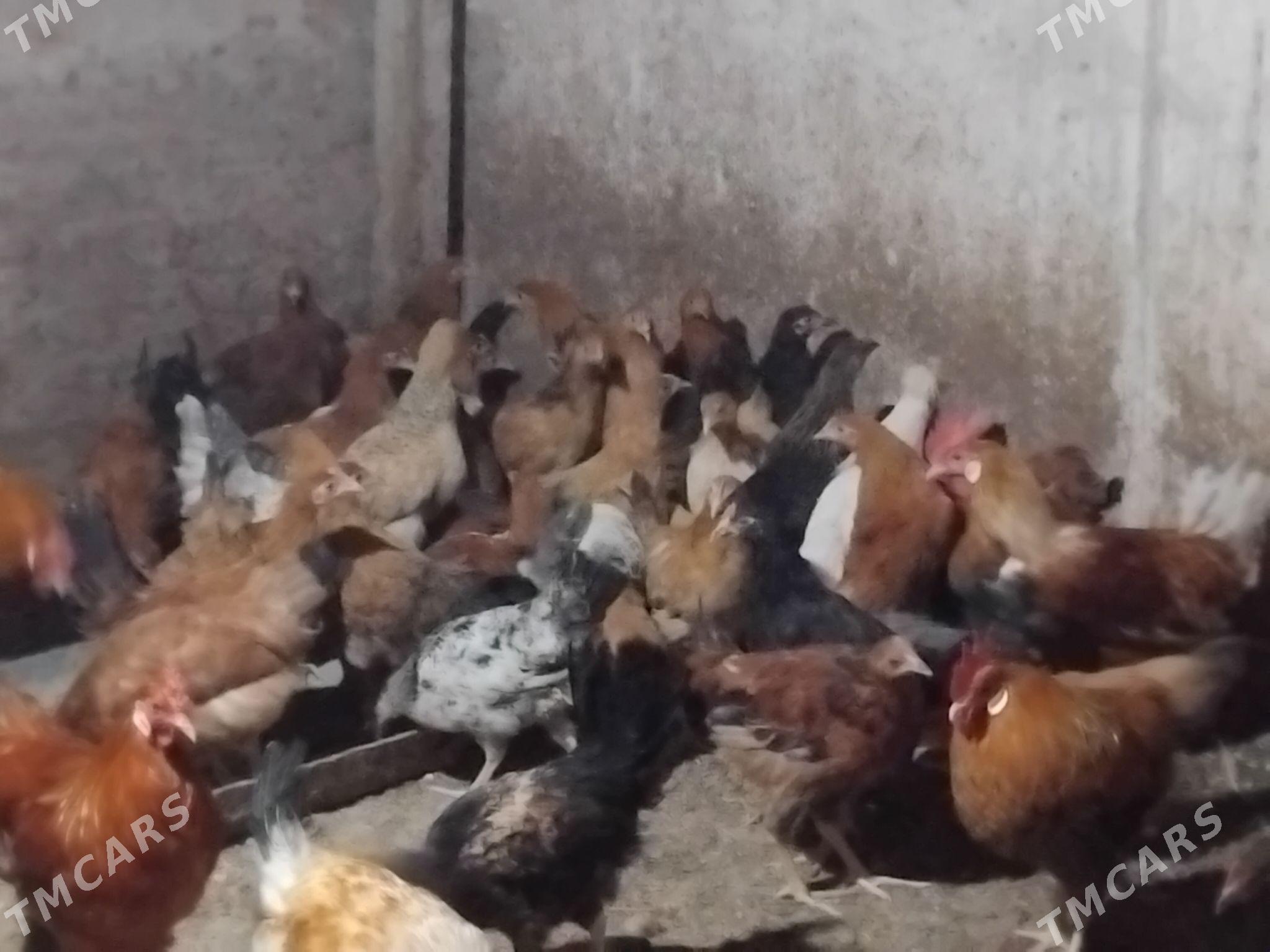 towuk - Gökdepe - img 1