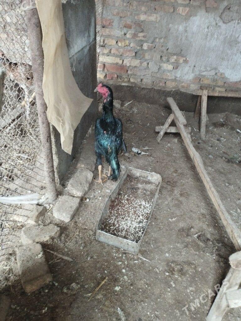 Жуже - Dänew - img 1