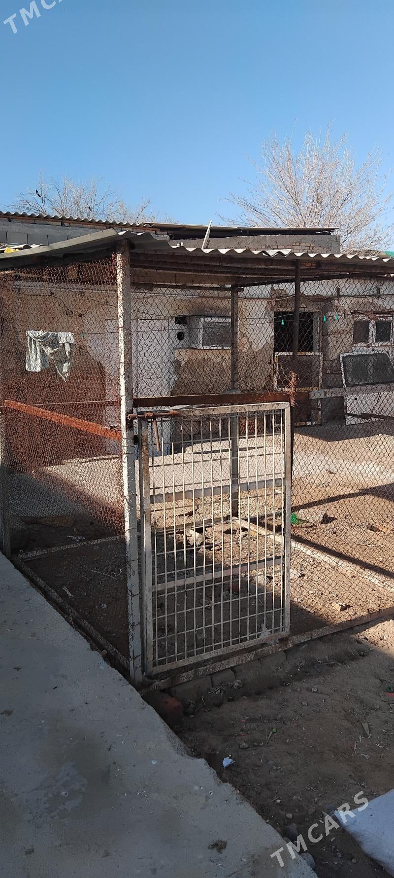 towuk ketek - Гарадамак Шор - img 1