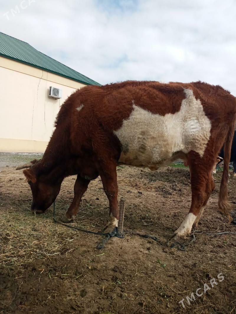 Sygyr - Ашхабад - img 1