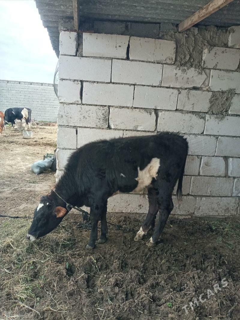 Tuwe - Aşgabat - img 1