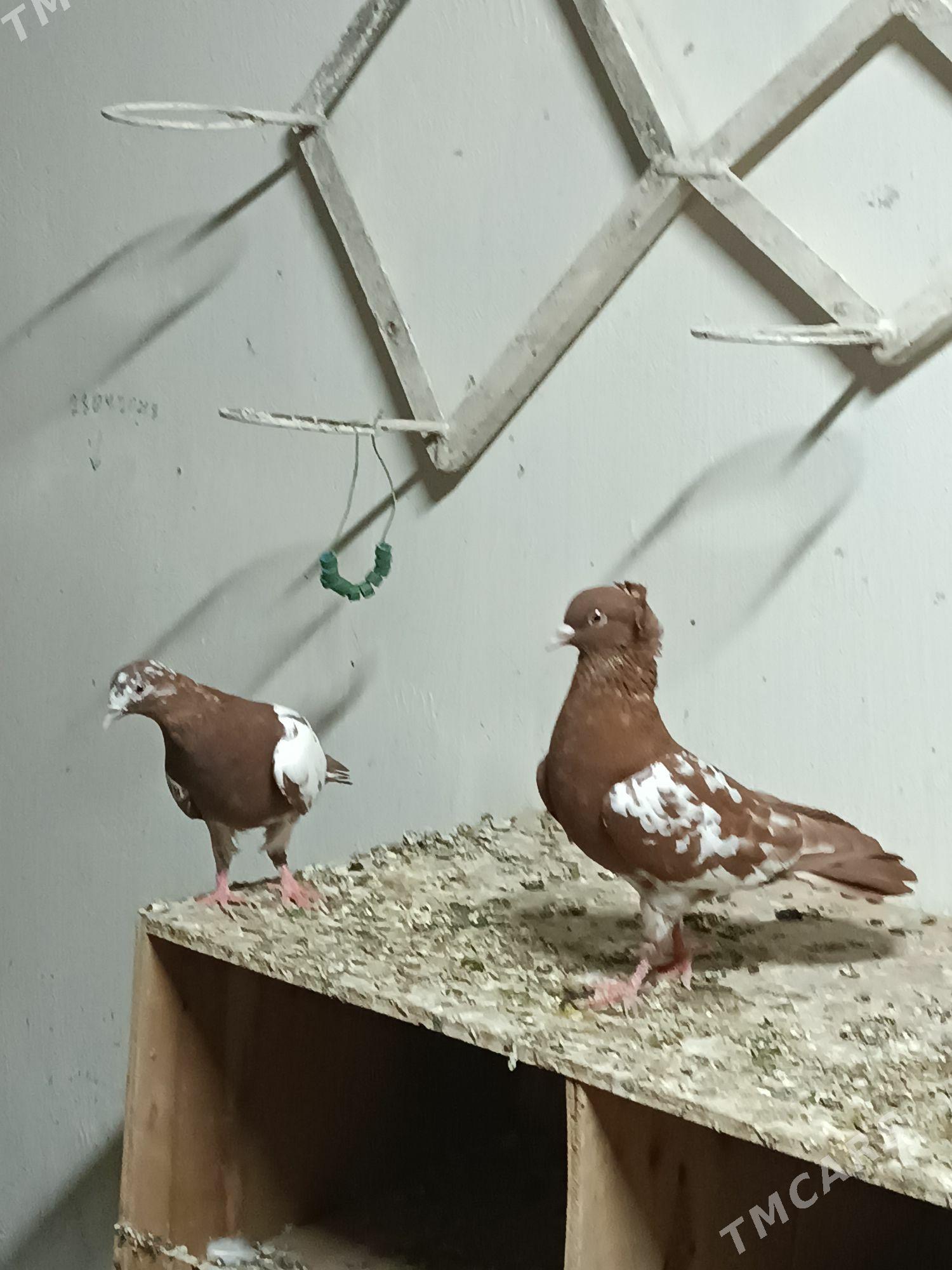 Kepderi - Мары - img 1