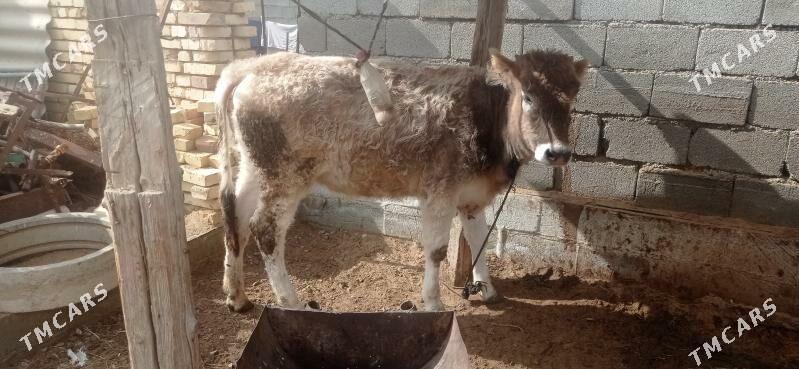 GOLE - Ak bugdaý etraby - img 1