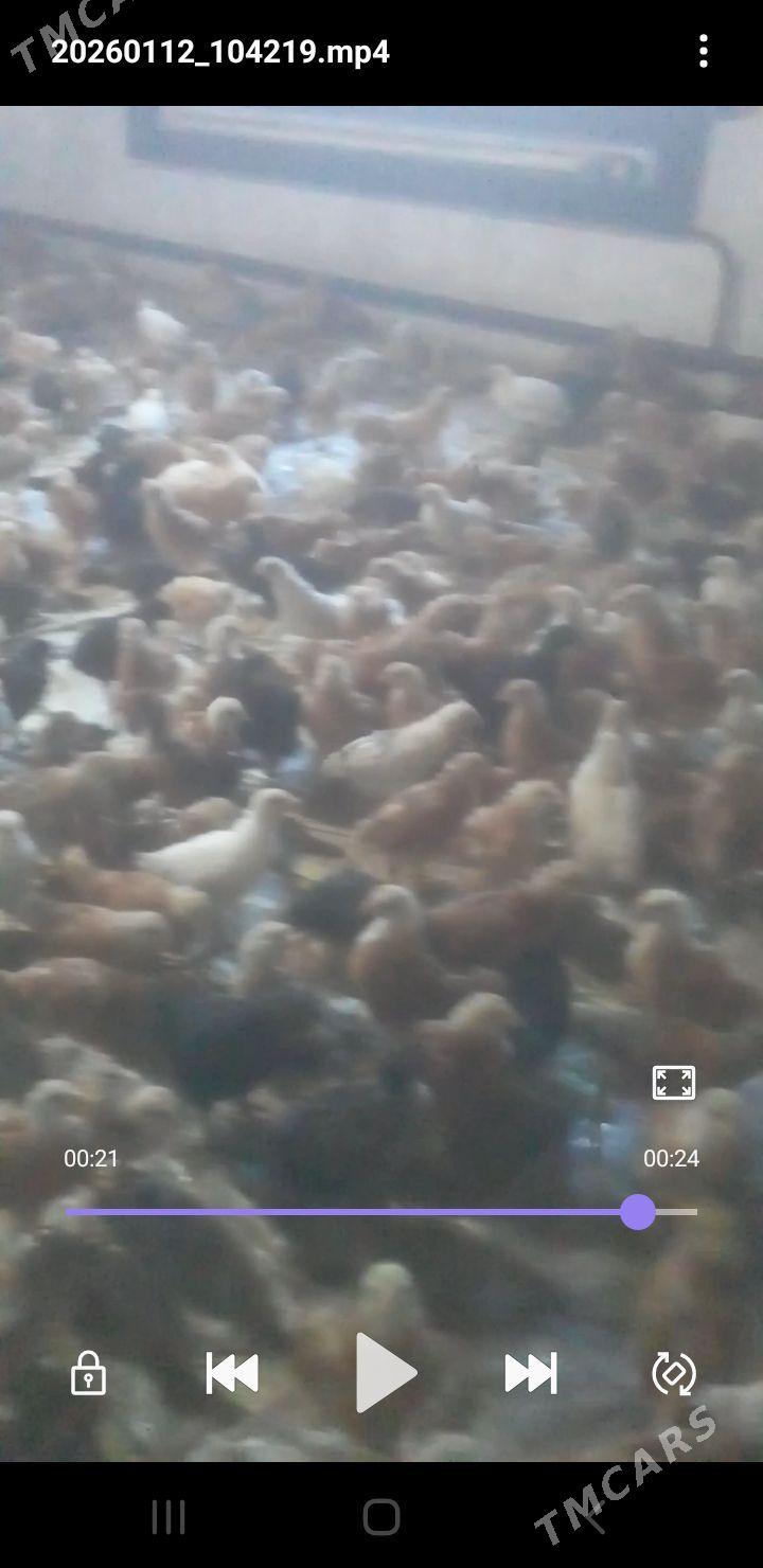 jüýje - Губадаг - img 1