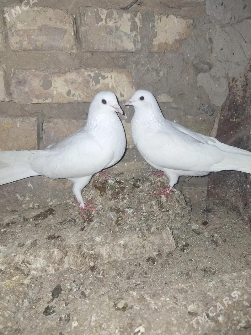 kepderi - Mary - img 1