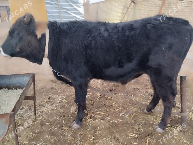 öküz - Байрамали - img 1