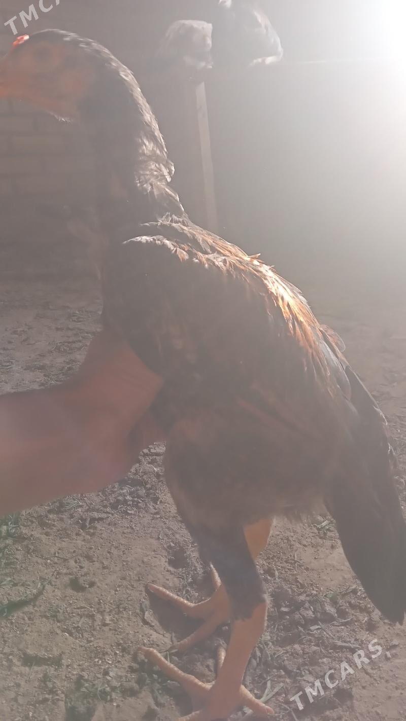 BAÝES TASKENT JÜJE - Murgap - img 1