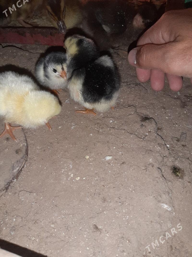 bayes juyje - Мары - img 1