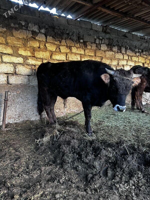 okuz - Aşgabat - img 1