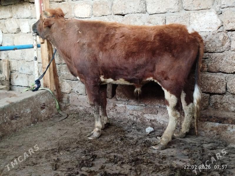 OKUZ - Çoganly - img 1