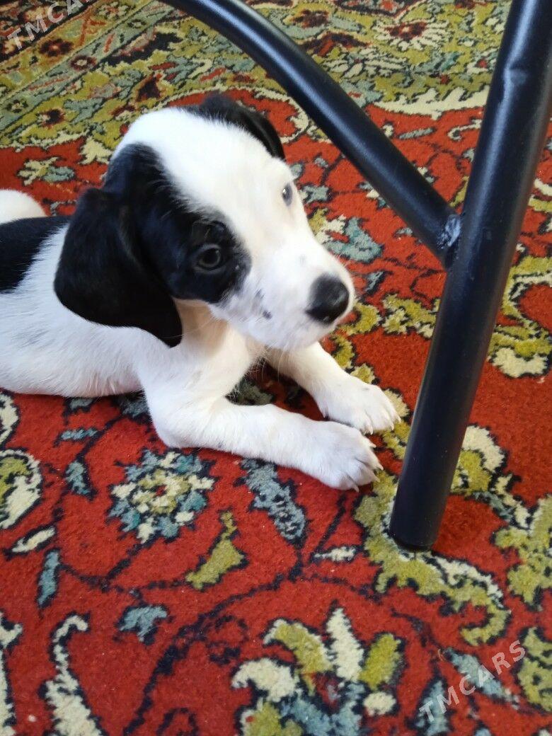 охотничий собака - Aşgabat - img 1