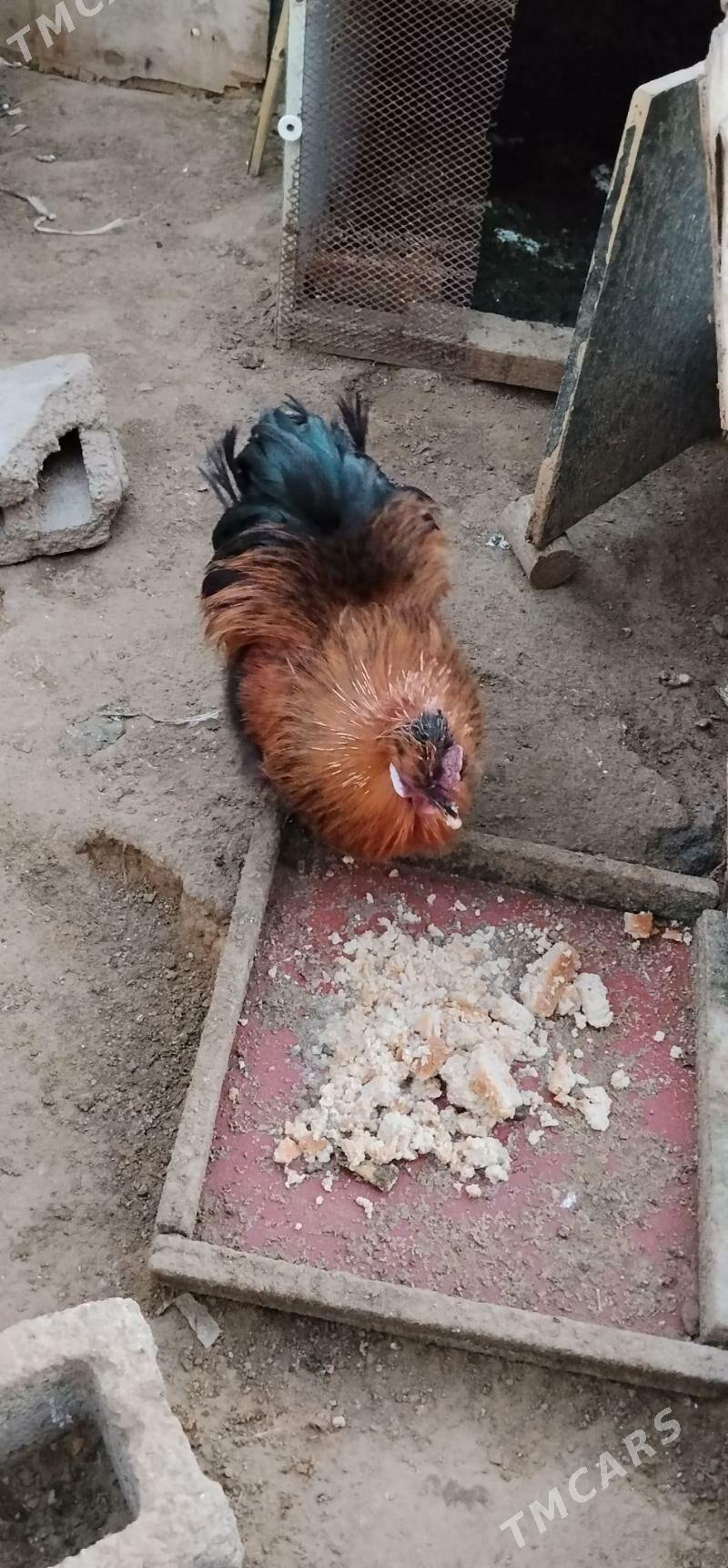 Towşan tüý horaz - Чоганлы - img 1