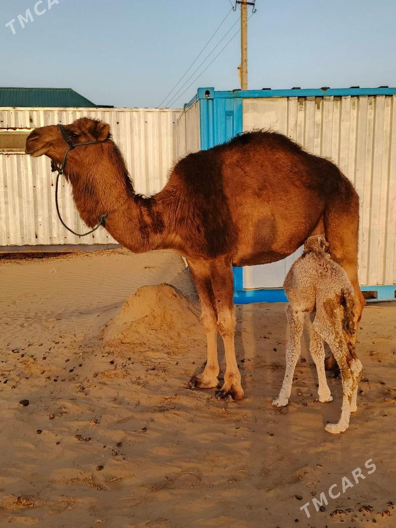 düýe köşekli - Анев - img 1