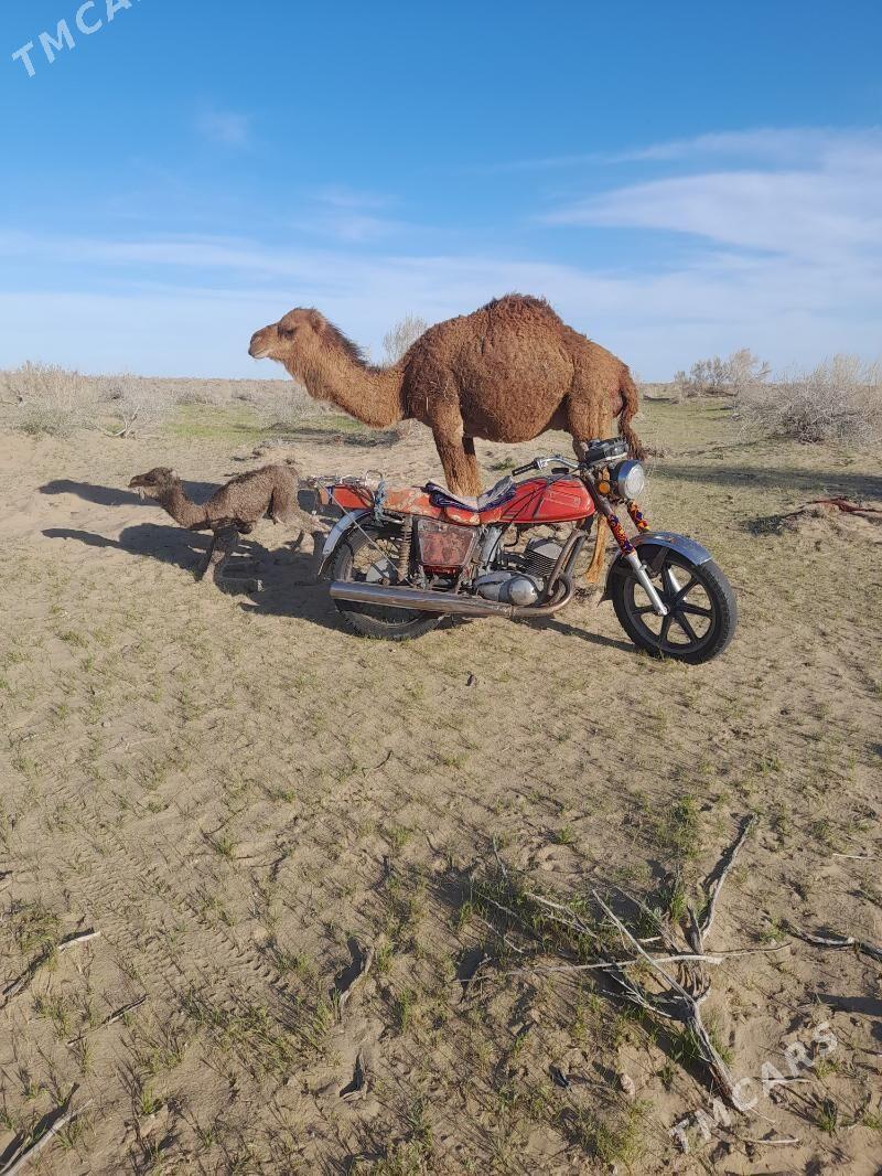 Iž Ýupiter 4 2002 - 8 000 TMT - Ak bugdaý etraby - img 1