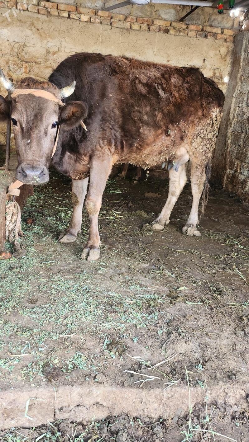 sygyr - Aşgabat - img 1