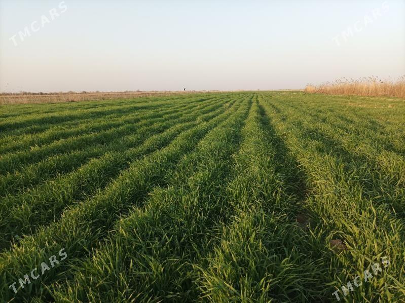 Ekin yer - Gökdepe - img 1