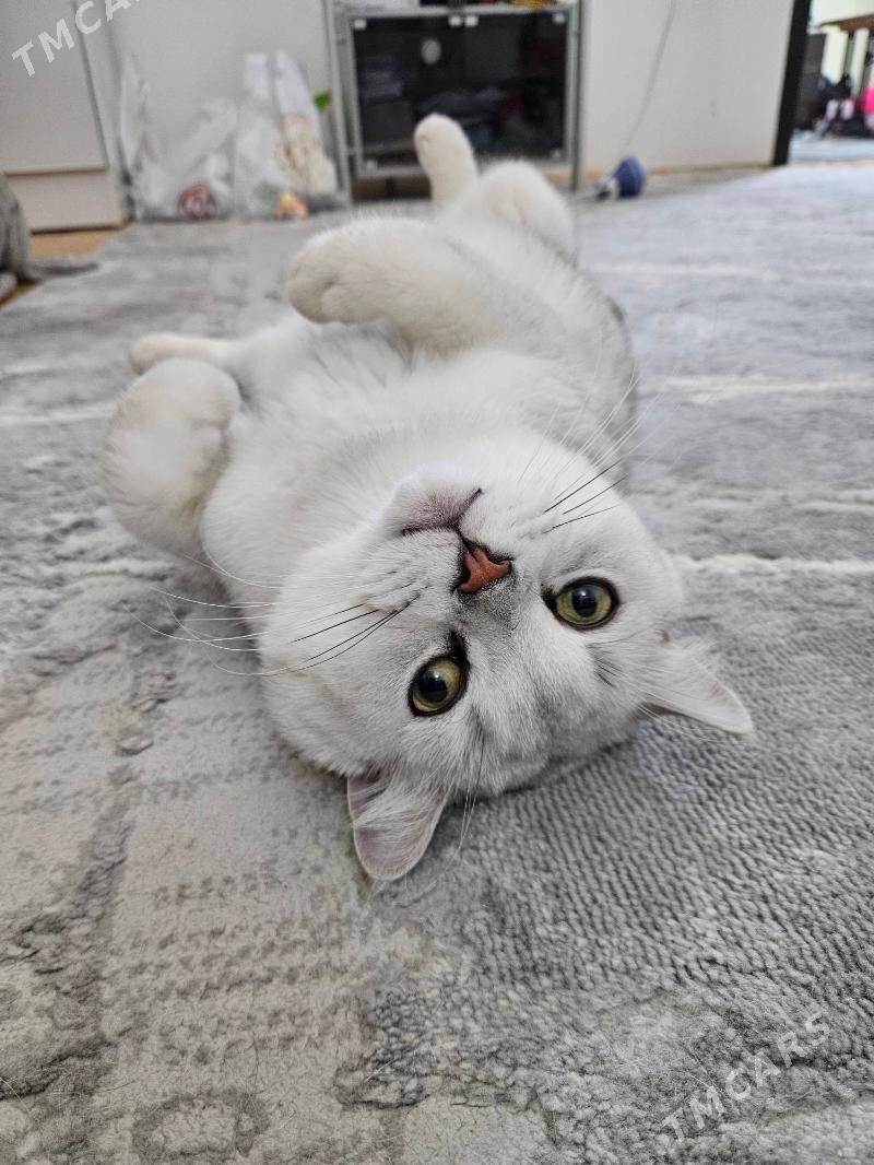 Серебристые шиншиллы - Aşgabat - img 1