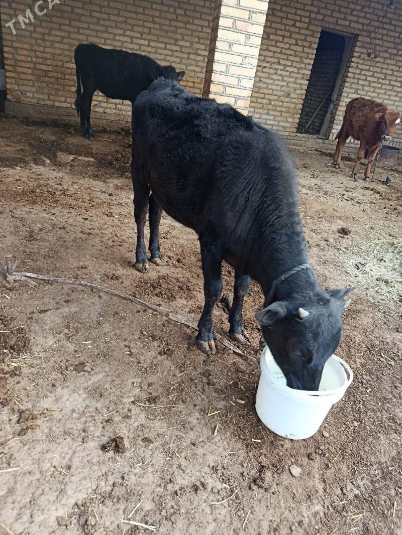 gulajyn gole - Векильбазар - img 1