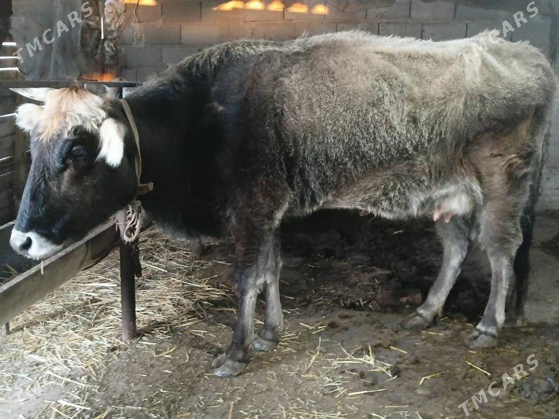 goleli sygyr - Гызыларбат - img 1