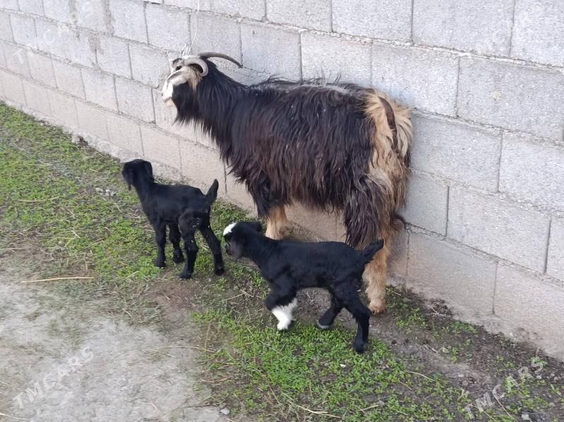 Ekiz Owlakly Geci - Гёкдепе - img 1