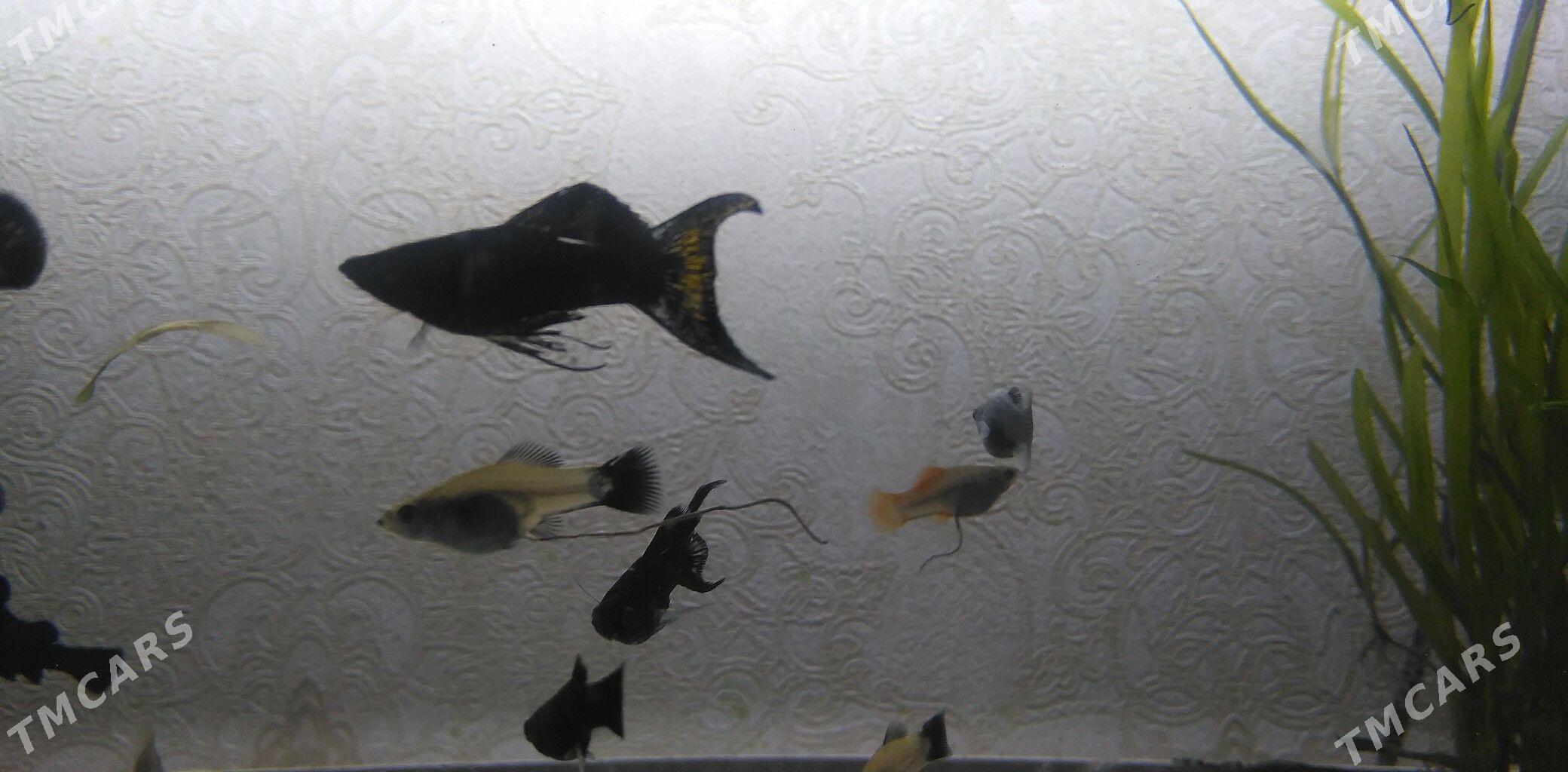 Рыбки - Балканабат - img 1