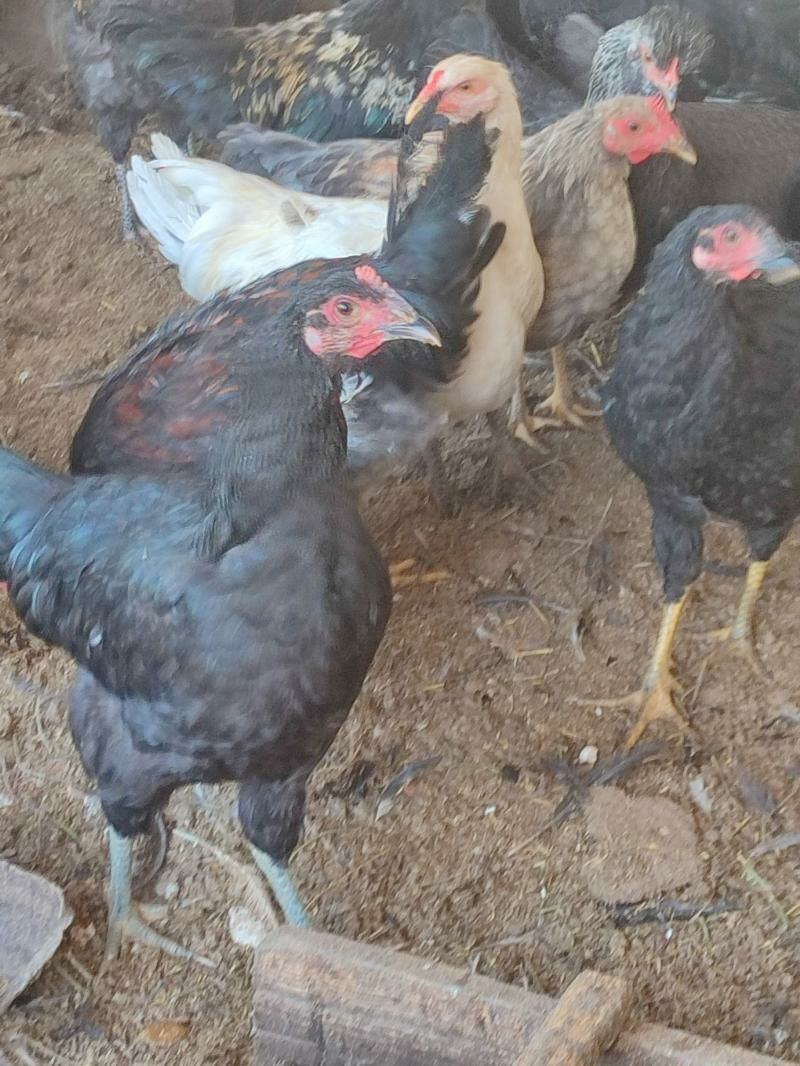 Paroda Gigat Büroler garapti - Çärjew - img 1