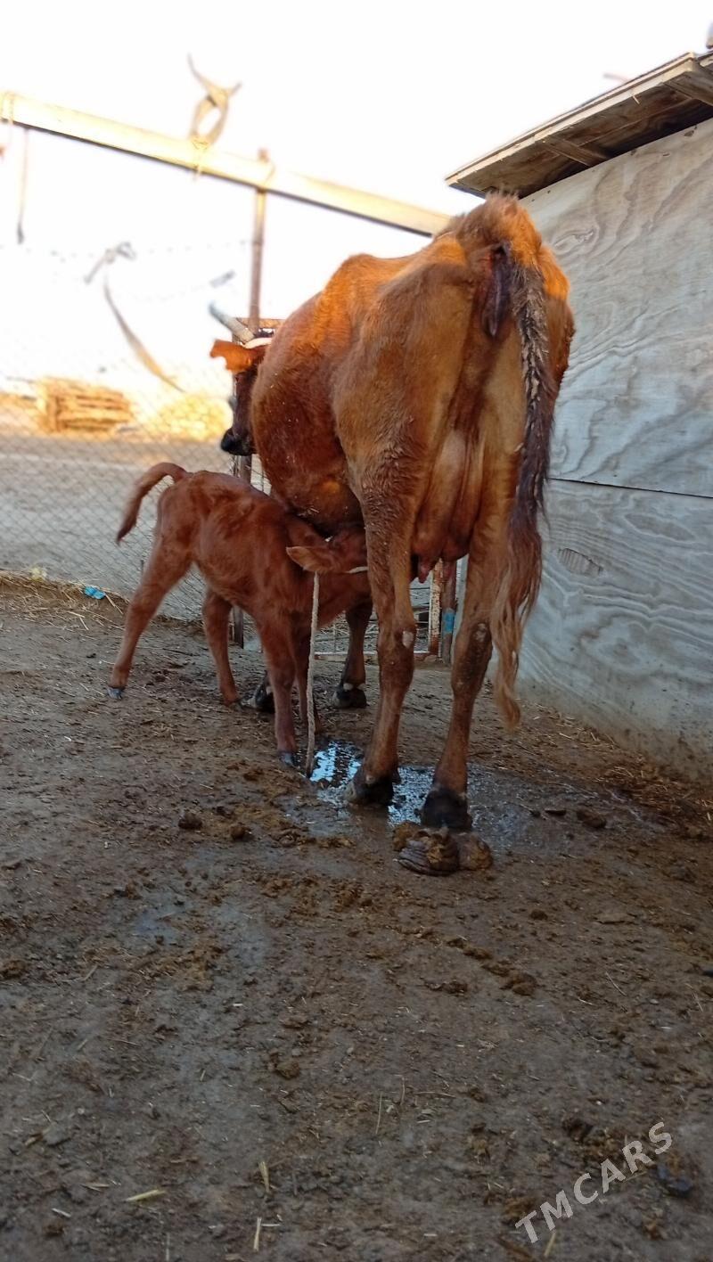 2 sany tanaly sygyr - Эсенгулы - img 1