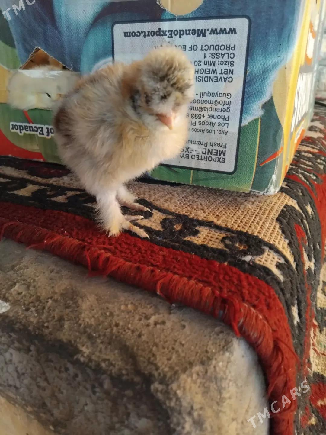 брой жуже - Сакар - img 1