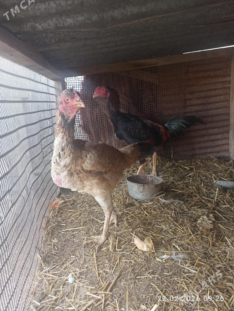 baysy horaz towuk - Гарабекевюл - img 1