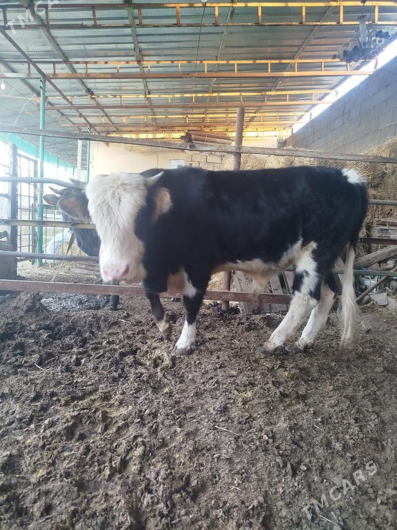 okuz - Büzmeýin - img 1