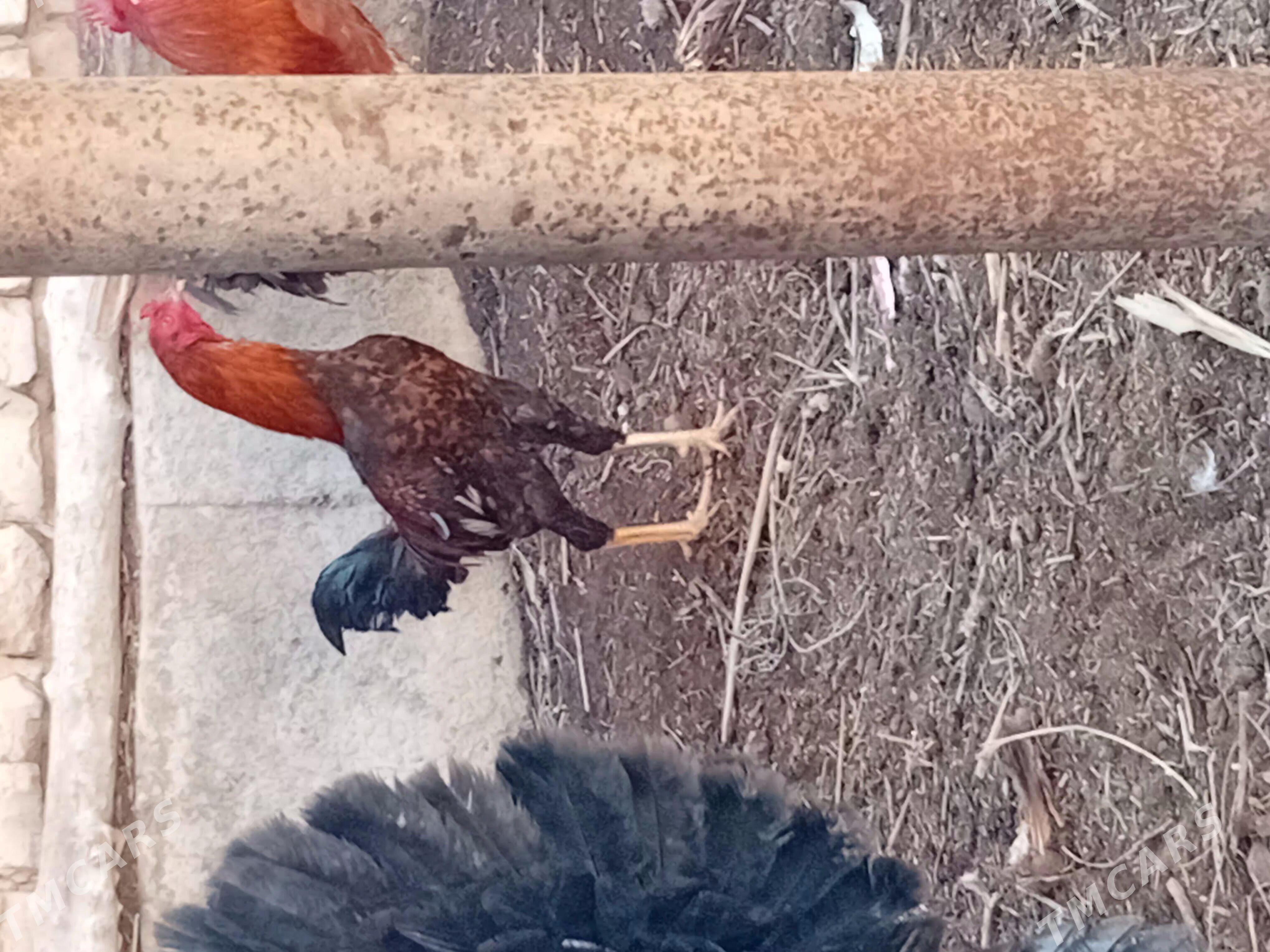 horaz - Кёнеургенч - img 1