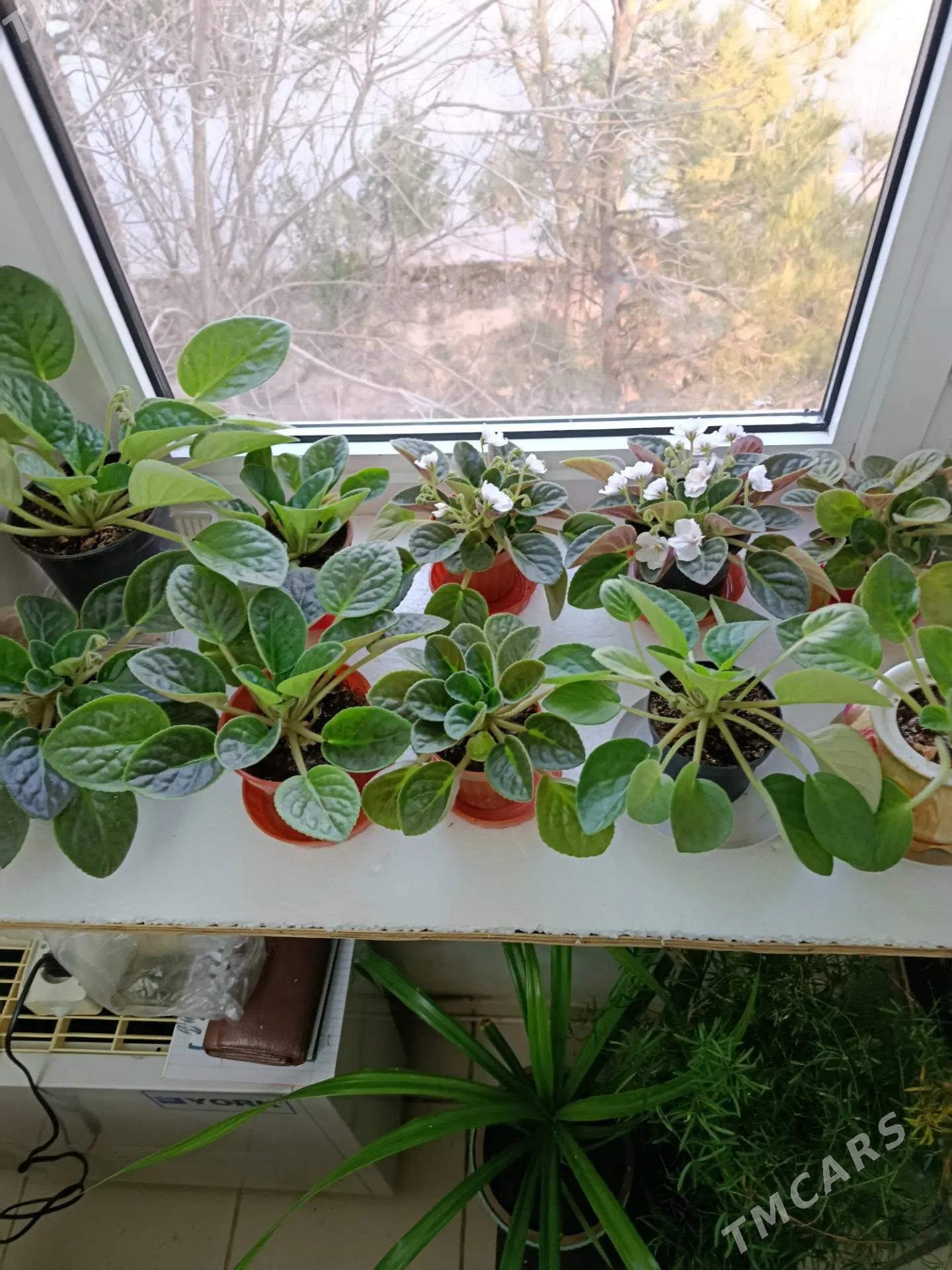 цветы - Бузмеин ГРЭС - img 1