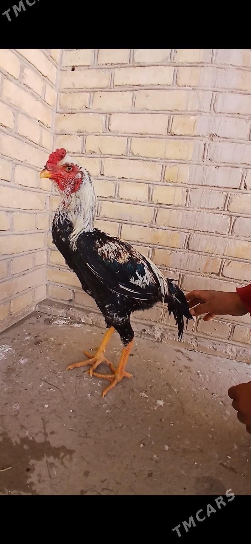 Cal baysow - Türkmenabat - img 1