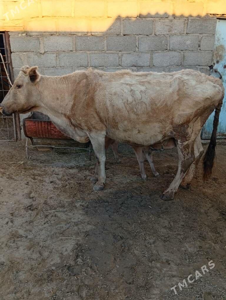 goleli sygyr - Гумдаг - img 1