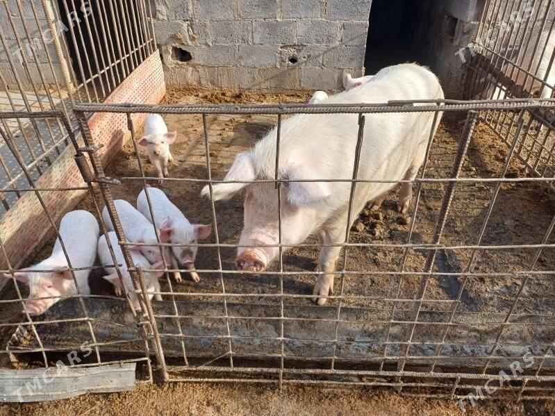 donuz - Халач - img 1