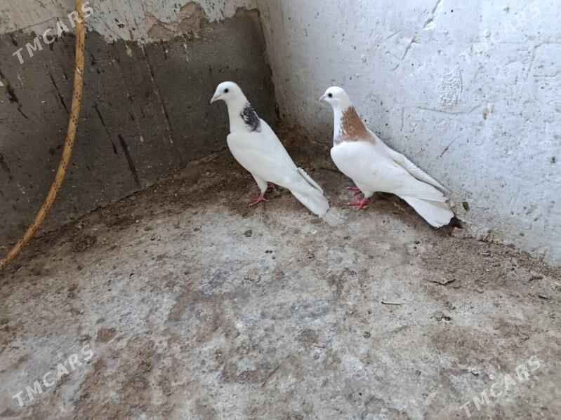 kepderi. - Gyzylarbat - img 1