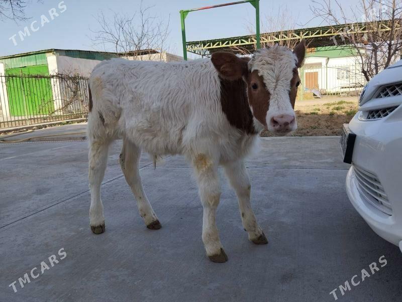 Arassa Simental öküz - Täze zaman - img 1