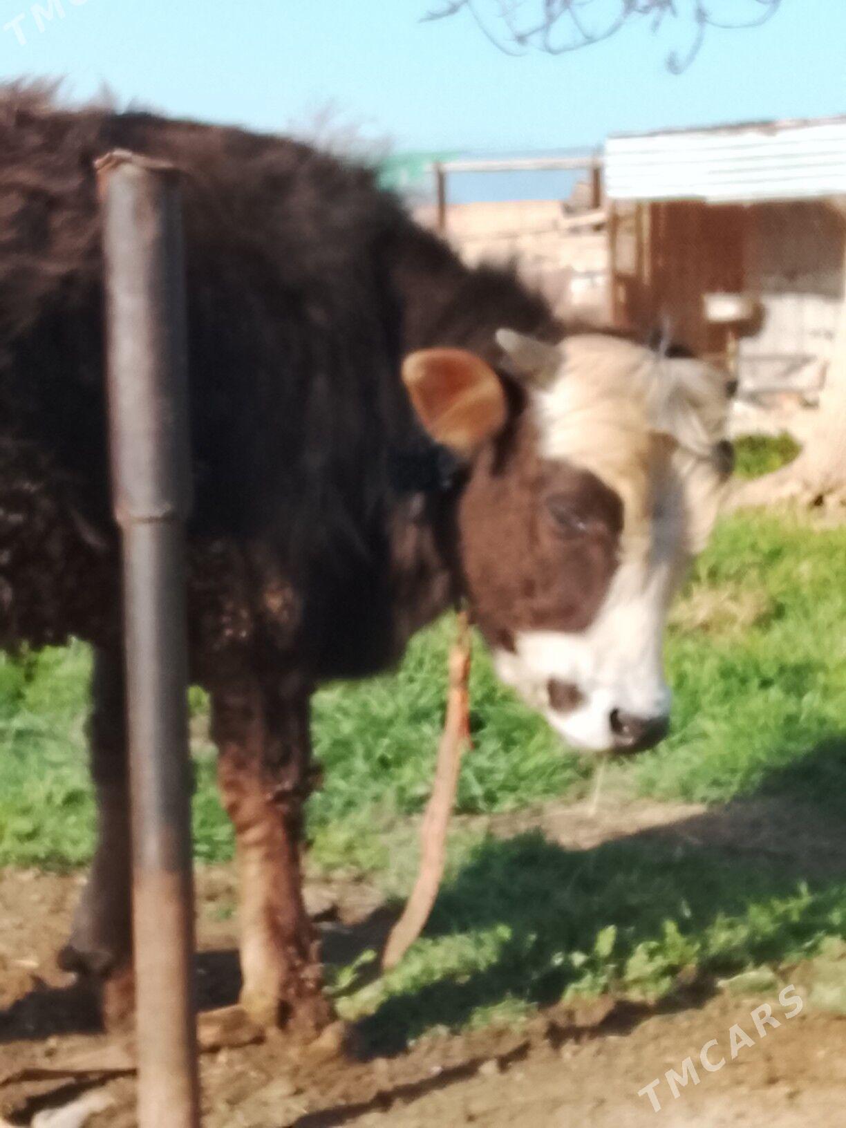 Öküz - Бахарден - img 1