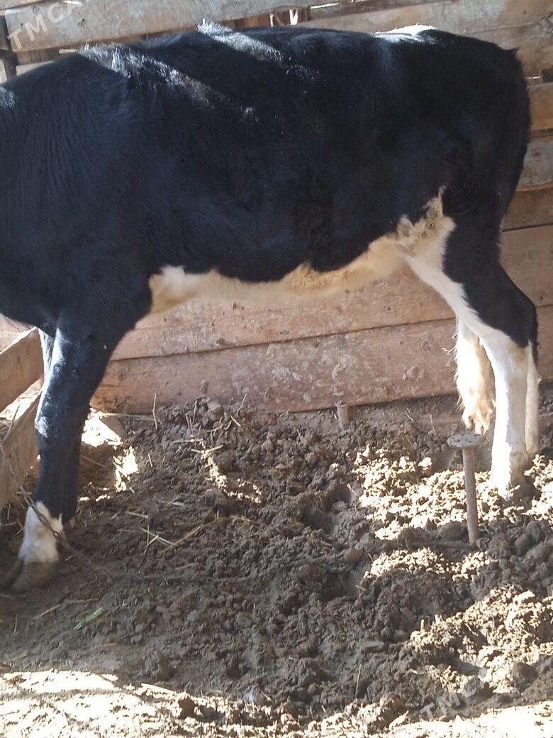 Gibrit tüwe - Büzmeýin - img 1